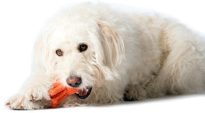 Hundespielzeug Thaddäus Tintenfisch