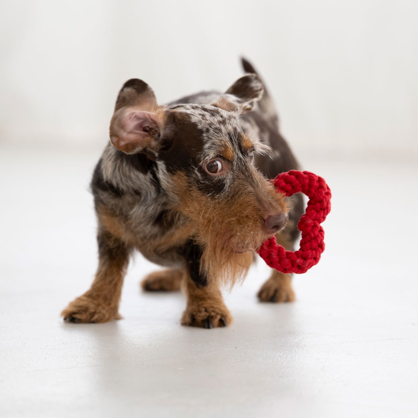 Hundespielzeug Hertha Heart