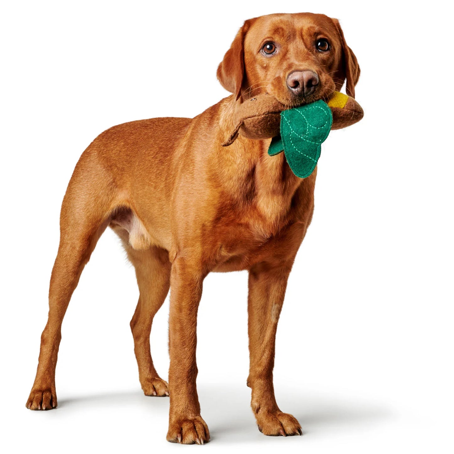 Hundespielzeug Florenz Biene