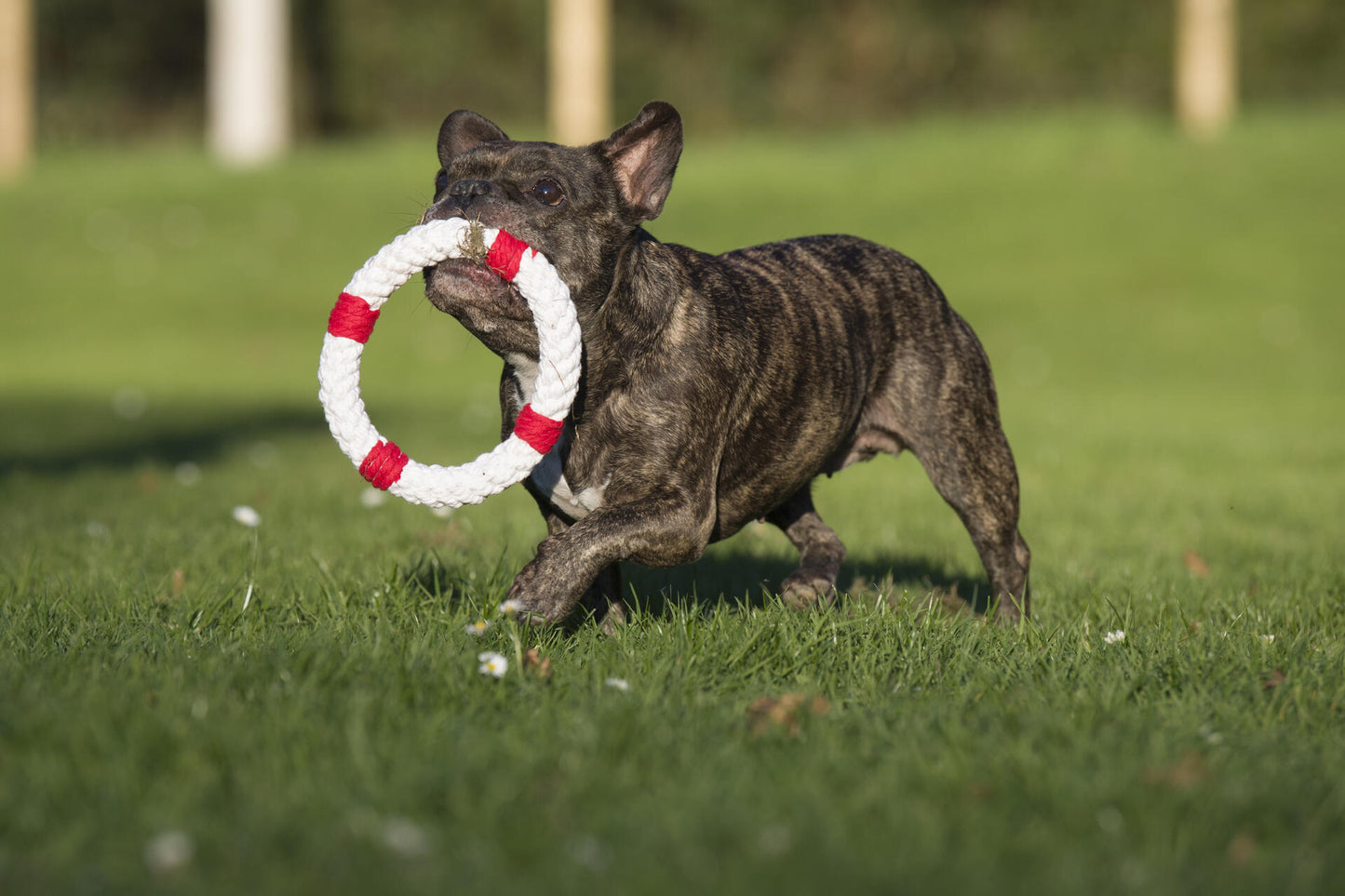Hundespielzeug Rita