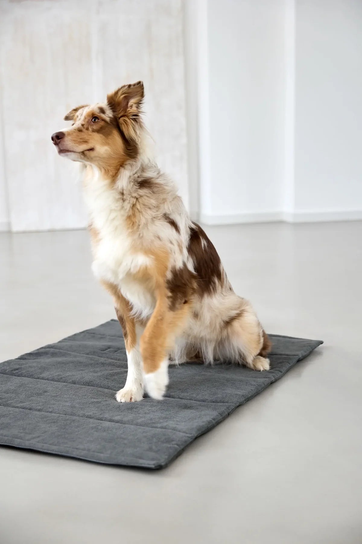 Hundematte Alma Dunkelgrau