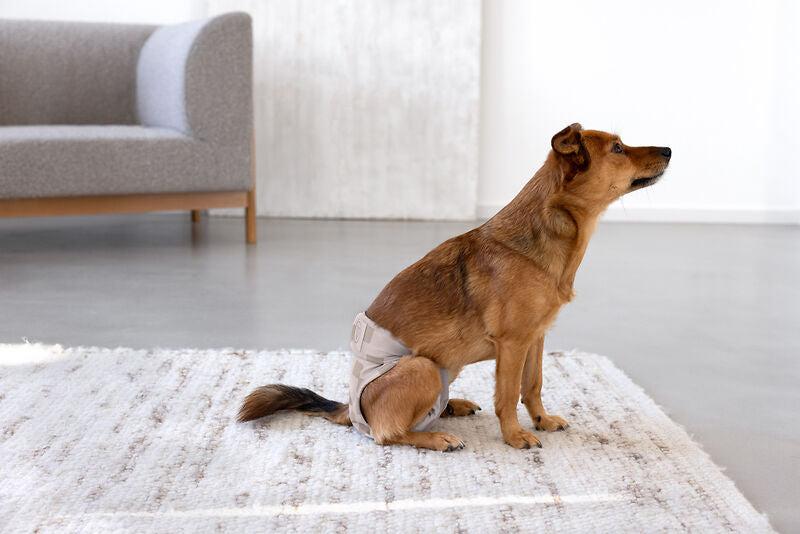 Läufigkeitshose & Hundewindel Glan Taupe