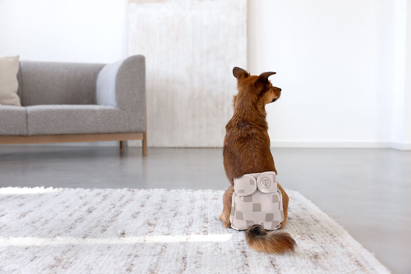 Läufigkeitshose & Hundewindel Glan Taupe