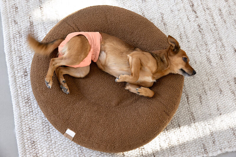 Läufigkeitshose & Hundewindel Glan Peach 2er-Set