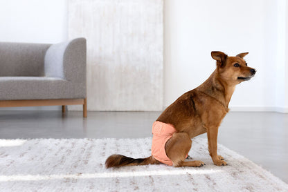 Läufigkeitshose & Hundewindel Glan Peach 2er-Set