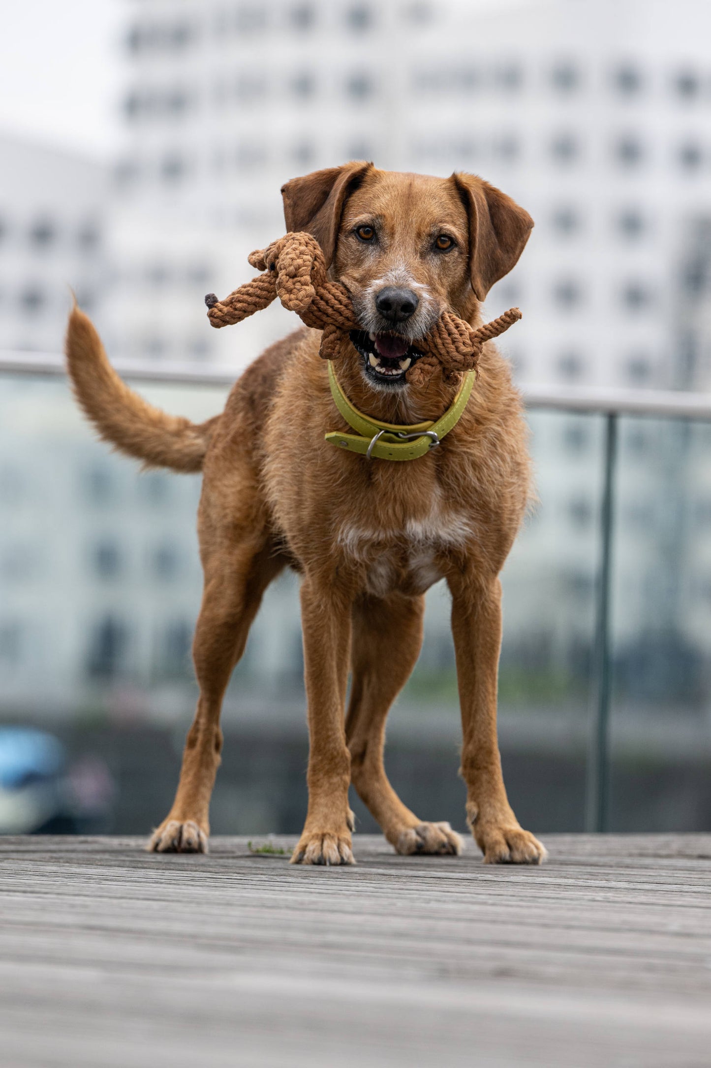Hundespielzeug Diego Dackel