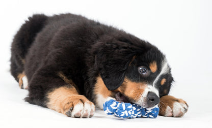Hundespielzeug Bonnie Bone