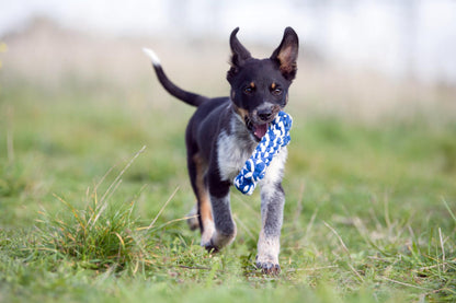 Hundespielzeug Bonnie Bone
