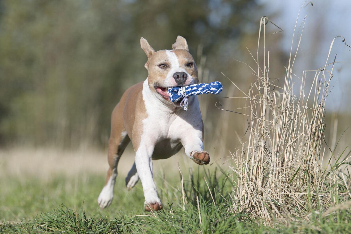 Hundespielzeug Bonnie Bone