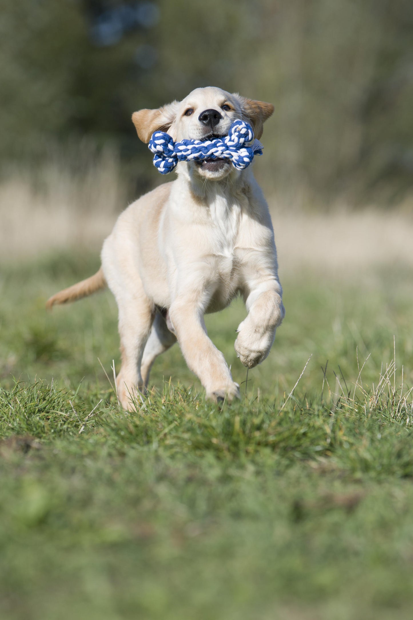 Hundespielzeug Bonnie Bone