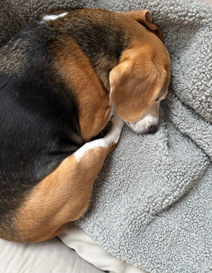 Hundedecke Hygge Bouclé Steingrau