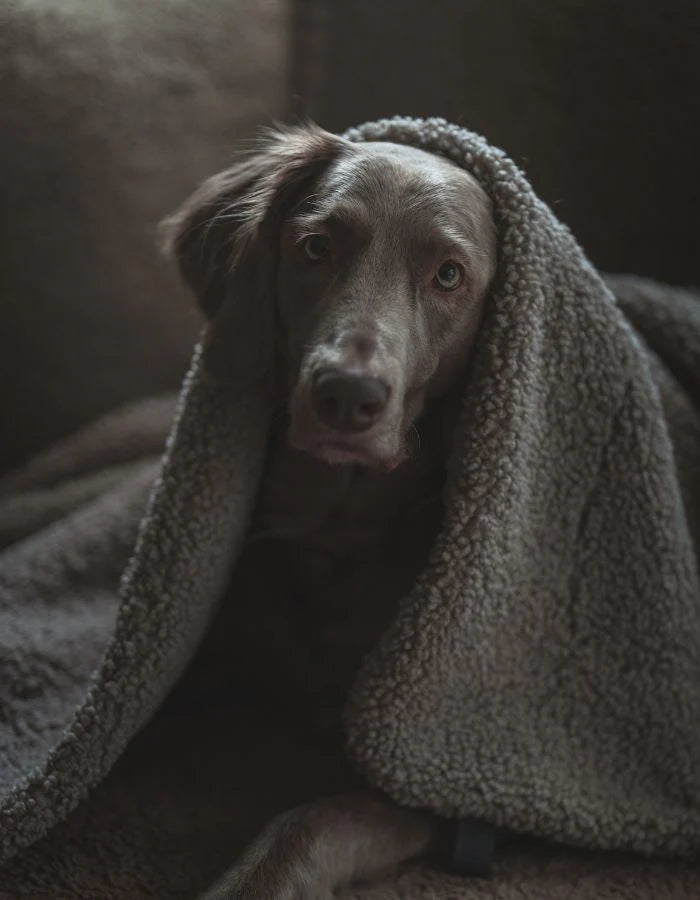 Hundedecke Hygge Bouclé Greige
