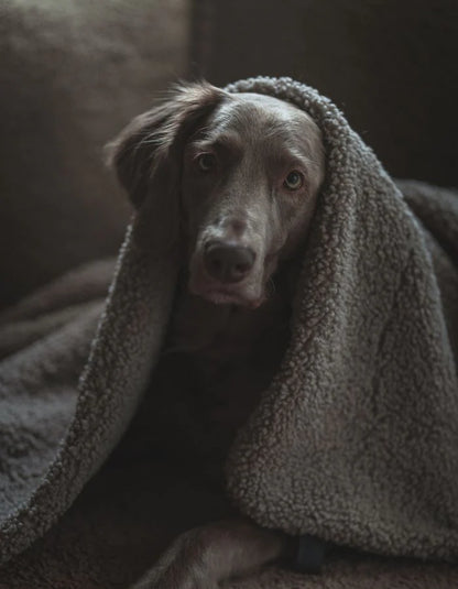 Hundedecke Hygge Bouclé Greige