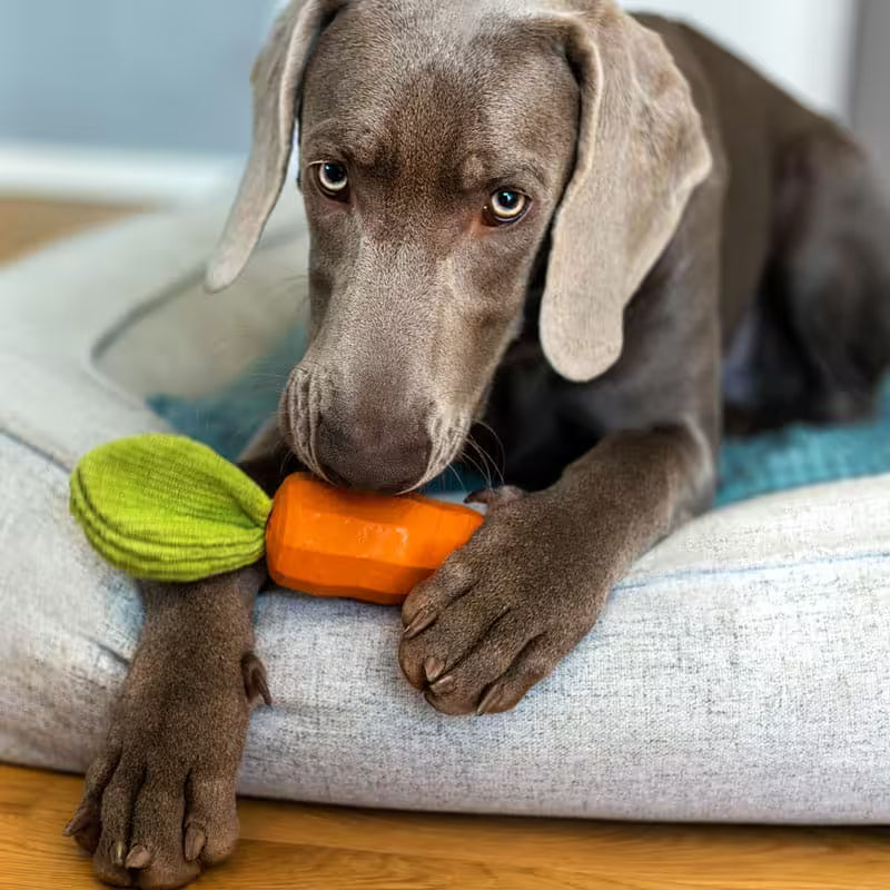 Hundespielzeug Carotty