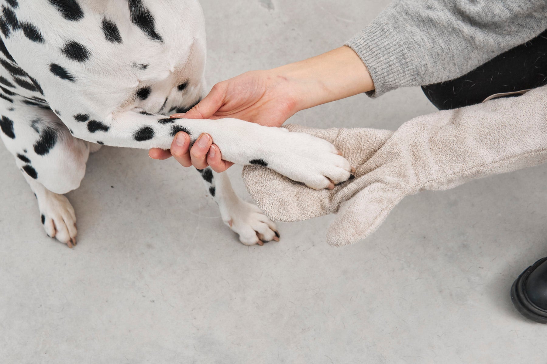 dalmatiner handschuhe MiaCara Trockenhandschuh Guanto Greige – Dogs Collective