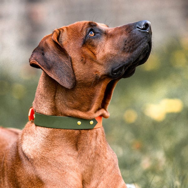 Hundehalsband Outdoor Sport Orange/Grün
