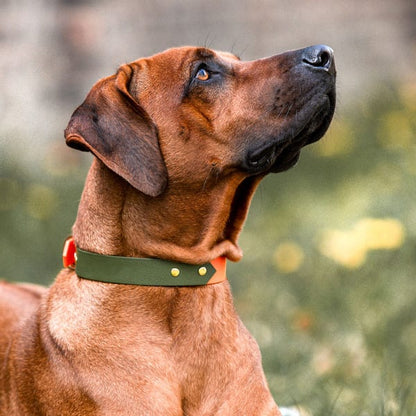 Hundehalsband Outdoor Sport Orange/Grün