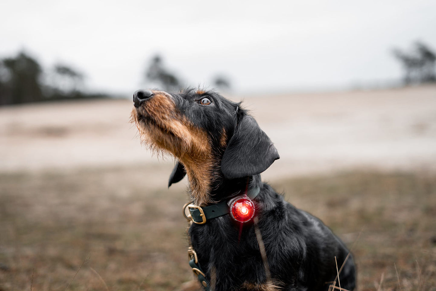 Sicherheitslicht Dog Dual Green