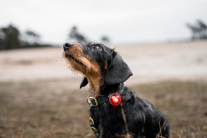 Sicherheitslicht Dog Dual Green