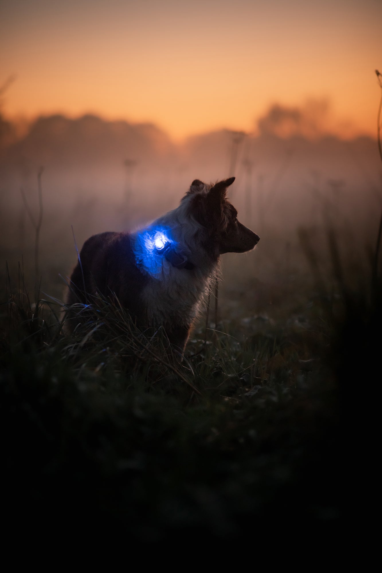 Sicherheitslicht Dog Dual Green