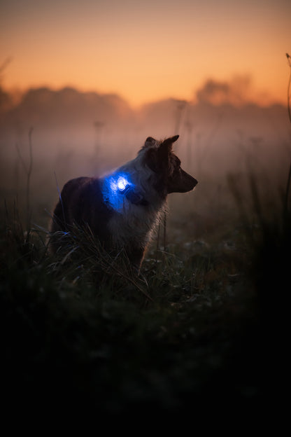 Sicherheitslicht Dog Dual Green