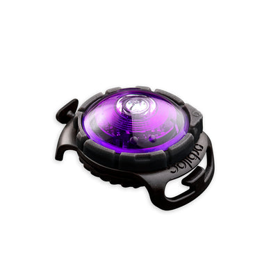 Sicherheitslicht Dog Dual Purple