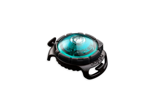 Sicherheitslicht Dog Dual Turquoise
