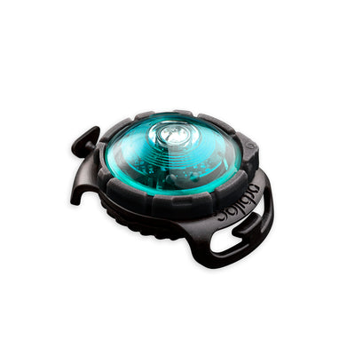 Sicherheitslicht Dog Dual Turquoise