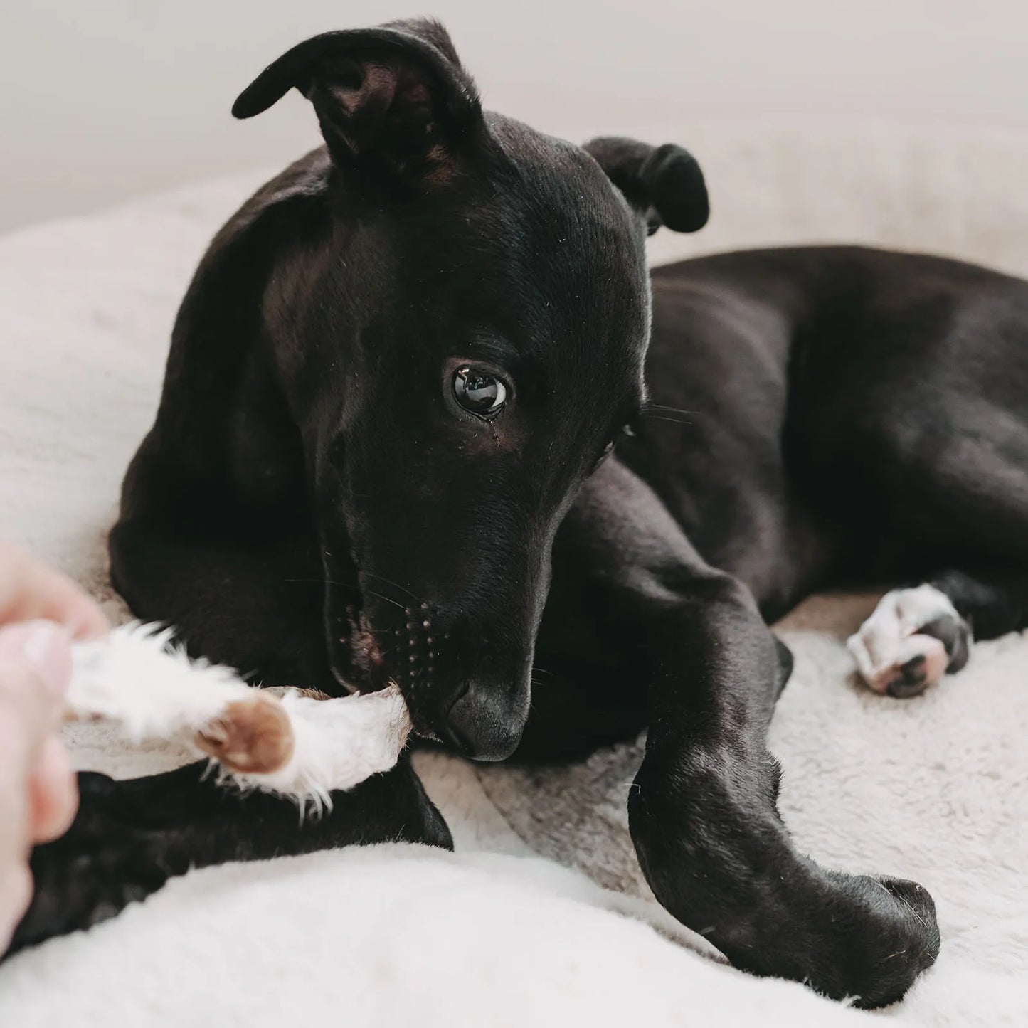 Kaninchenohren für Hunde 100g