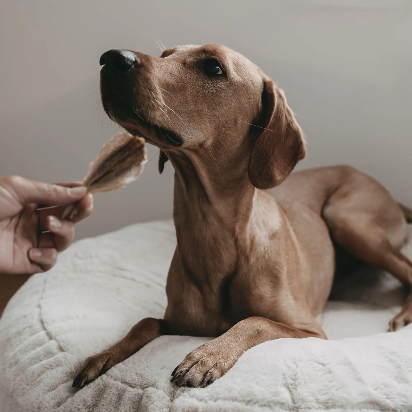 Makrelen für Hunde 100g