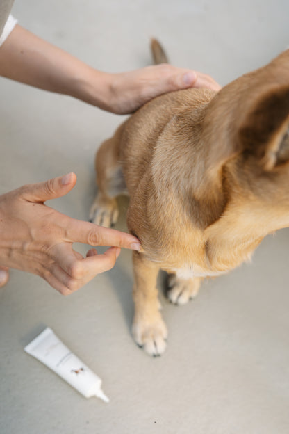 Silbercreme für Hunde
