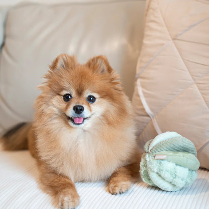 Schnüffelball Toto Small Fern