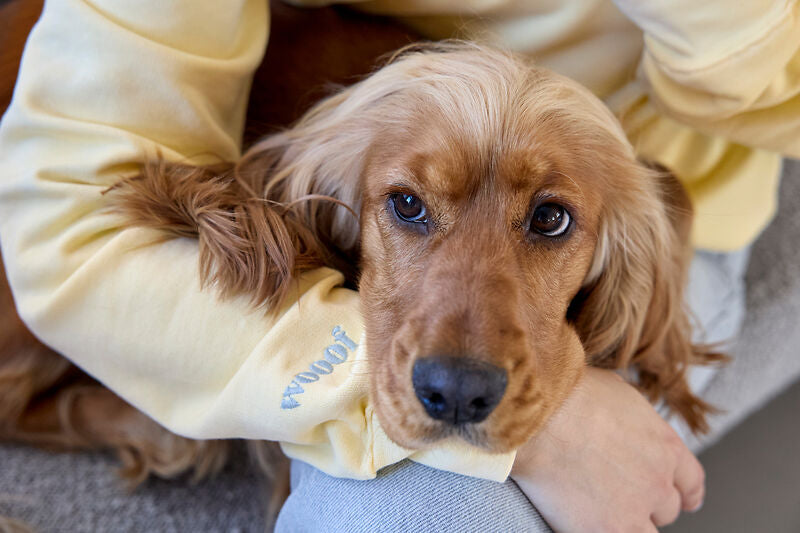 Sweater Lemon Icing