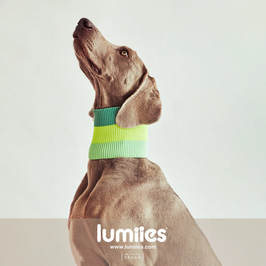 Hundeschal The Glow Loop Neon Matcha