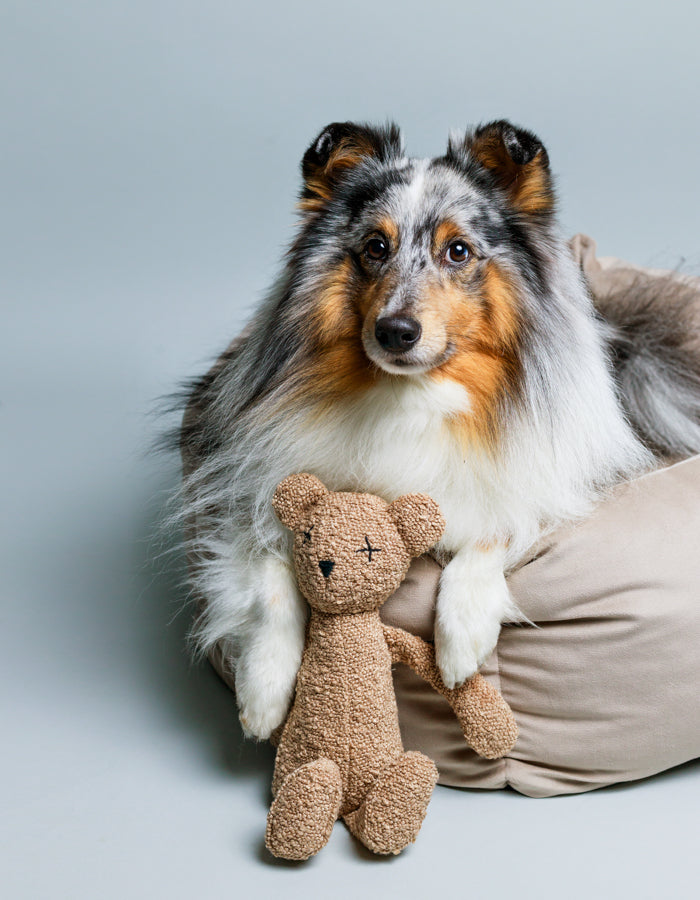 Hundespielzeug Berty der Bär