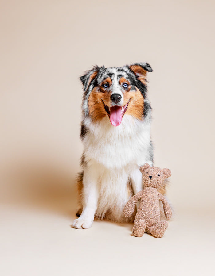 Hundespielzeug Berty der Bär