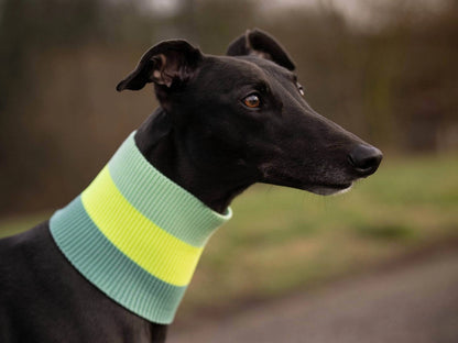 Hundeschal The Glow Loop Neon Matcha