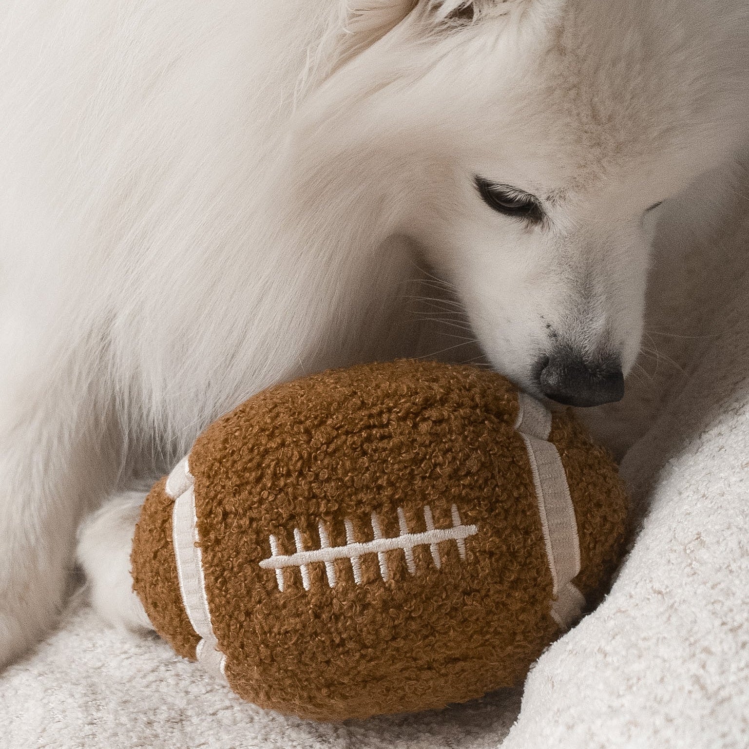 LAMBWOLF Schnüffelspielzeug Football – Hund beim Schnüffeln