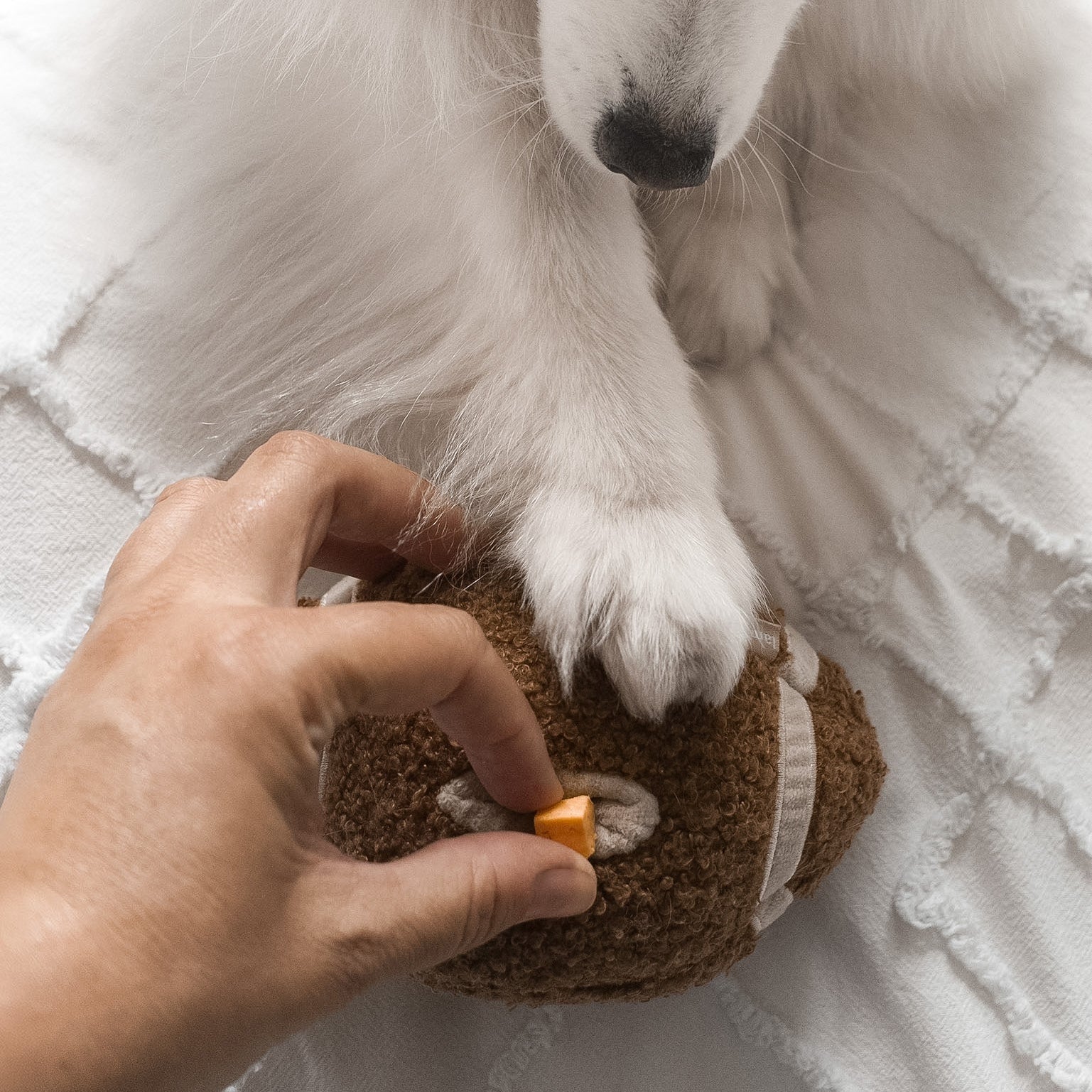 LAMBWOLF Schnüffelspielzeug Football – Apportierspiel mit Hund