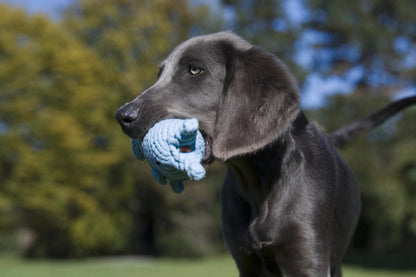 Hundespielzeug Didi Delfin