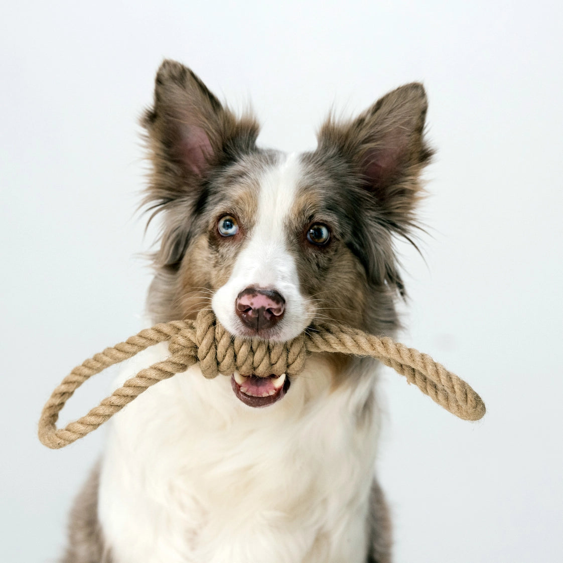 Hundespielzeug Zergel Rope Rebel