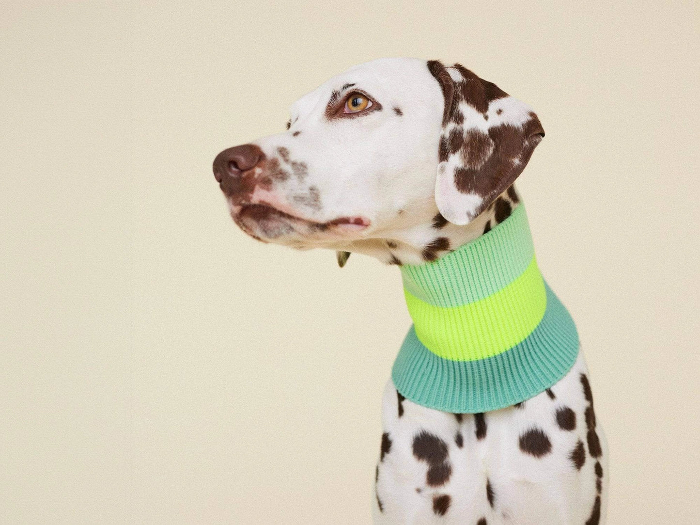 Hundeschal The Glow Loop Neon Matcha