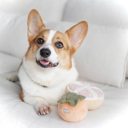 Hundespielzeug Grapefruit