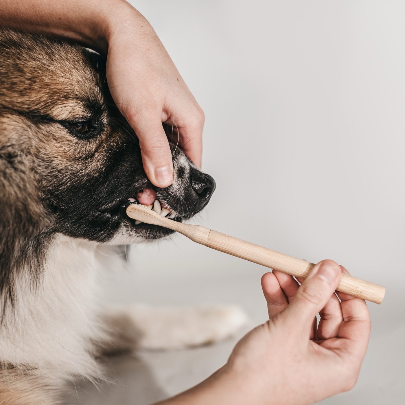 Hundezahnbürste aus Bambus