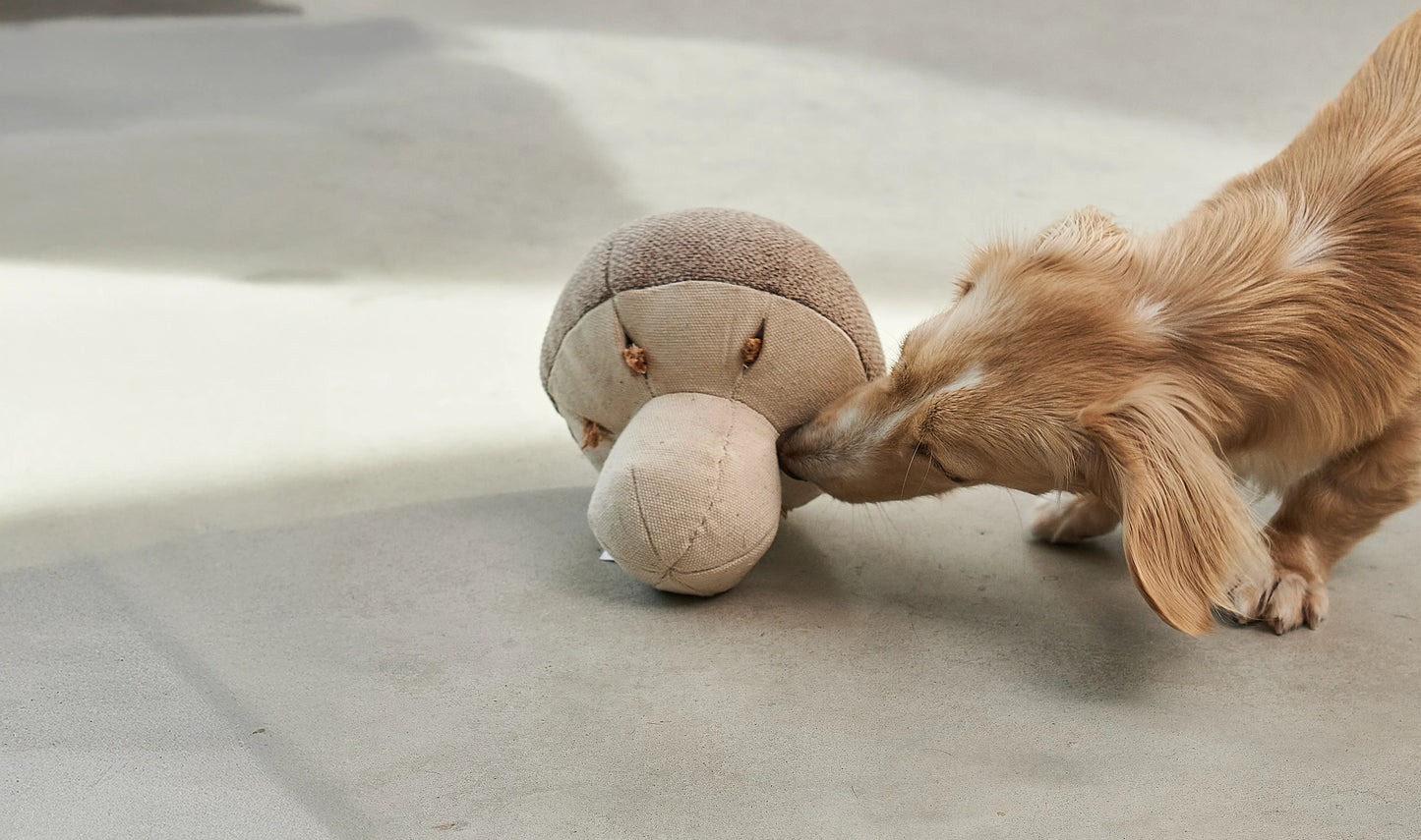 Schnüffelspielzeug Foresta Pilz