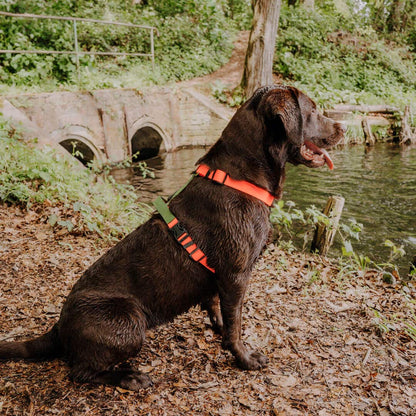 Hundegeschirr Outdoor Flex mit Haltegriff Orange/Grün