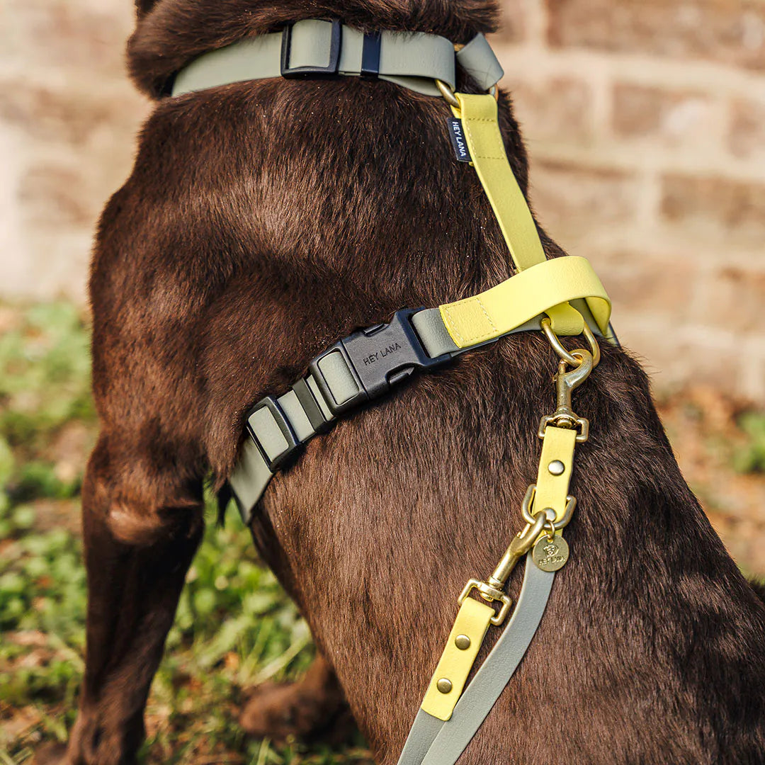 Hundegeschirr Outdoor Flex mit Haltegriff Lemon/Seagrass