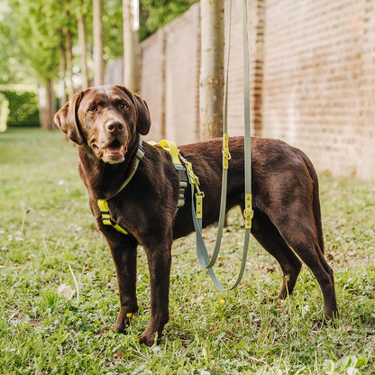 Hundegeschirr Outdoor Flex mit Haltegriff Lemon/Seagrass