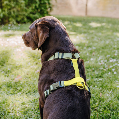 Hundegeschirr Outdoor Flex mit Haltegriff Lemon/Seagrass