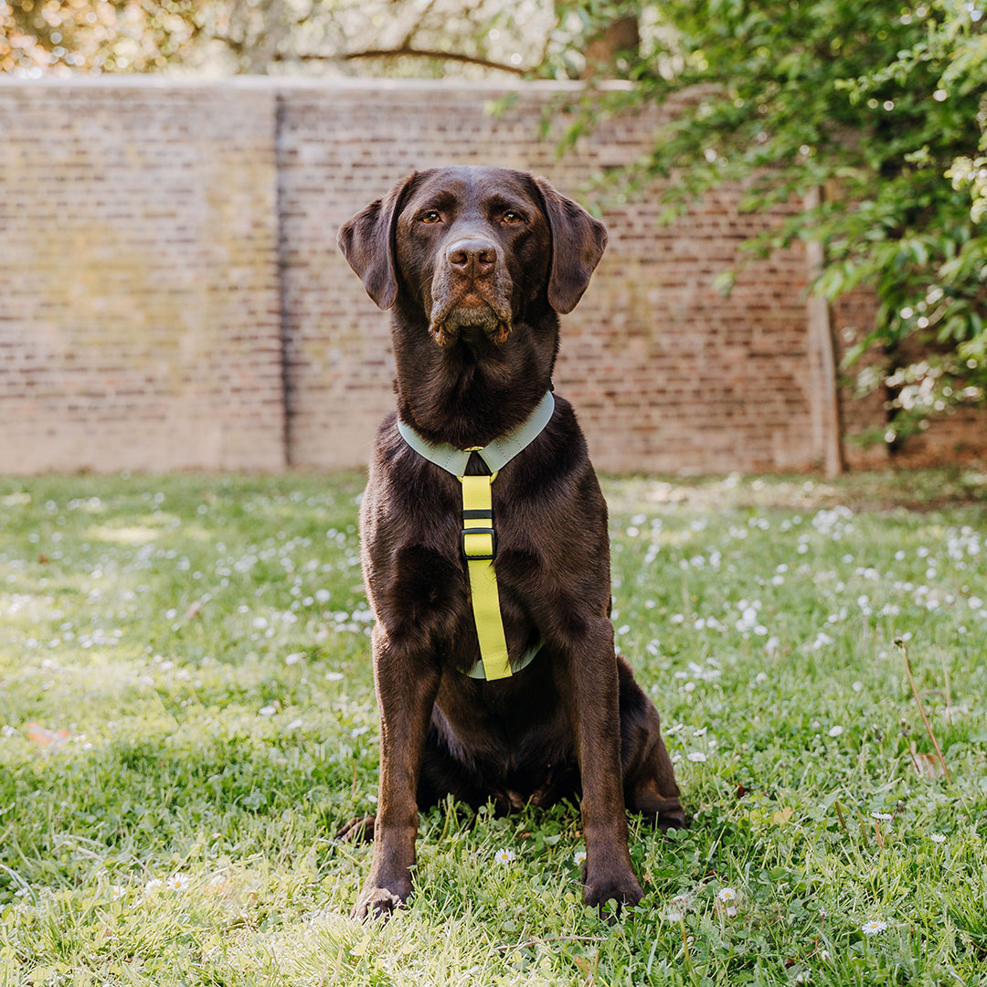 Hundegeschirr Outdoor Flex mit Haltegriff Lemon/Seagrass